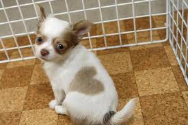 Chiuahua